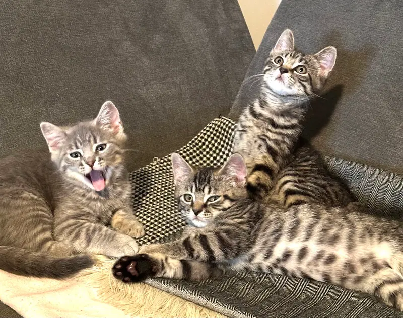 Thumper, Taft and Sasaki, photo 2