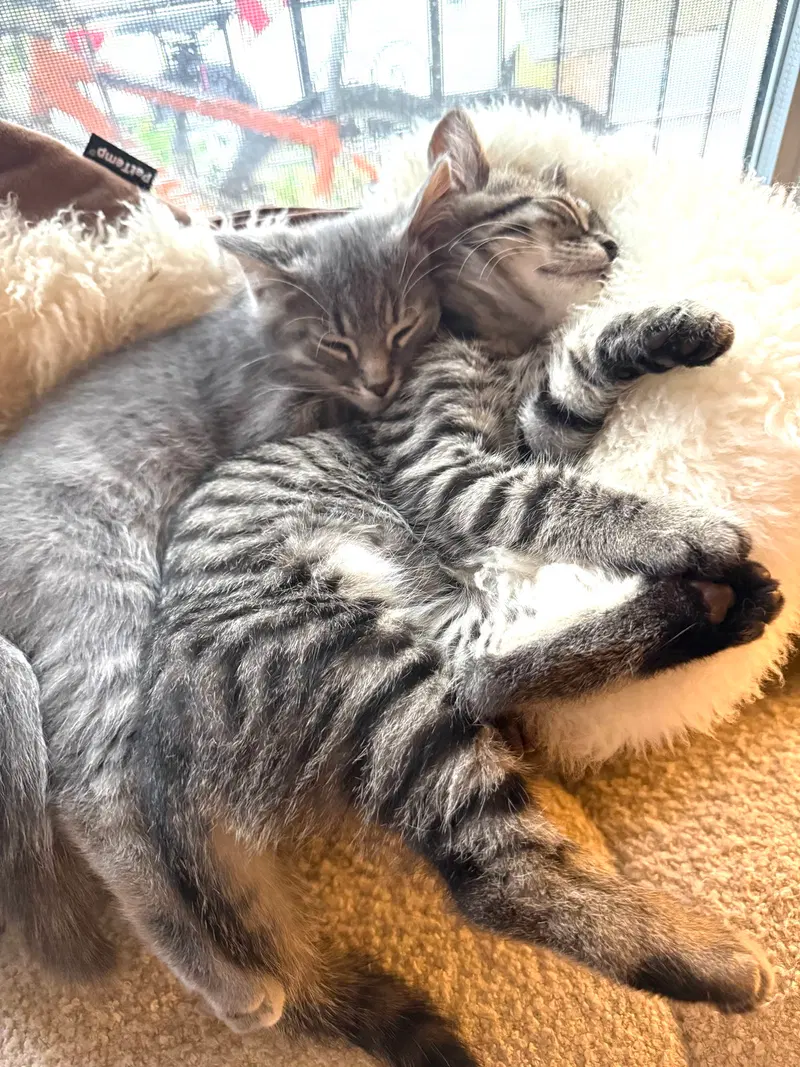 Thumper, Taft and Sasaki, male Scottish Straight kittens up for adoption