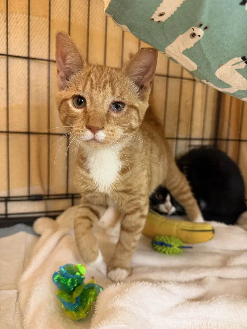 Biscuit, a male kitten up for adoption