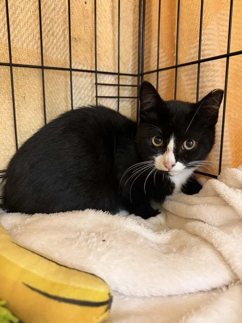 Gravy, a male kitten up for adoption