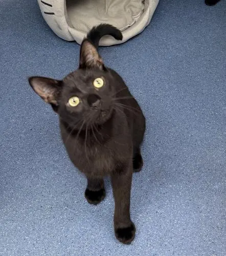 Mon Ami, a young male cat up for adoption