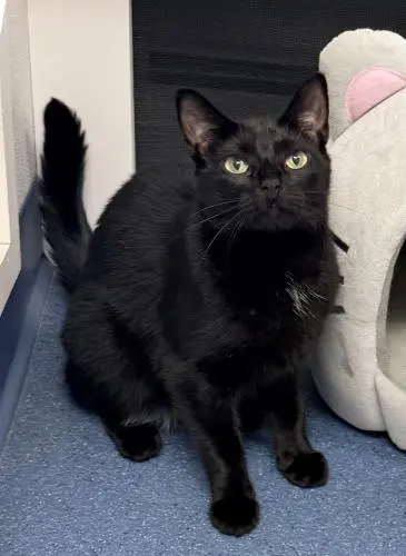 Maxine, a young female cat up for adoption