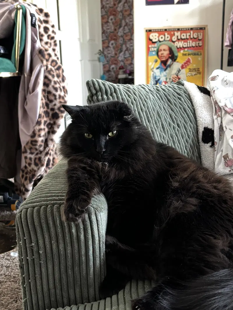 Willy, an adult male cat up for adoption