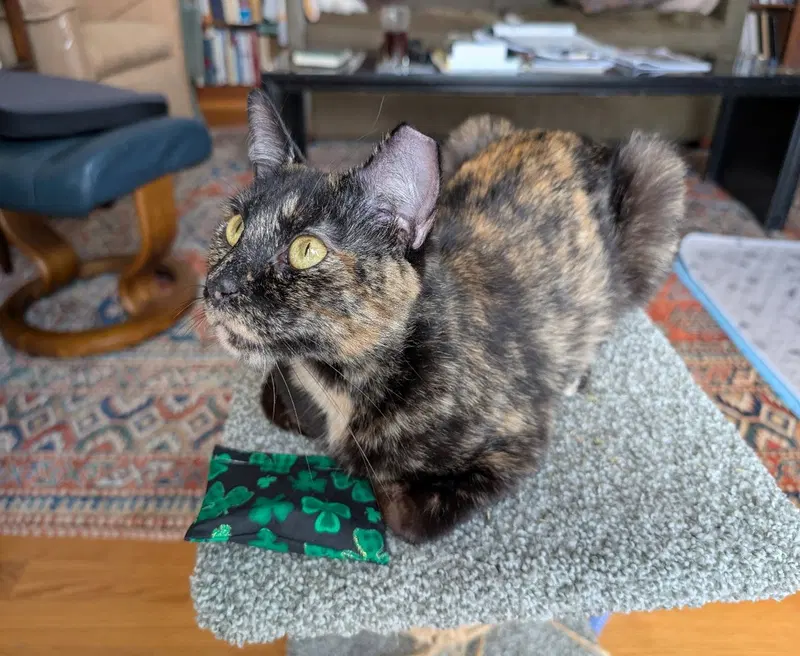 Penny, photo 3