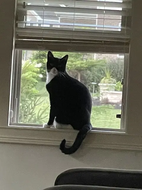 Luca, an adult male Tuxedo cat up for adoption