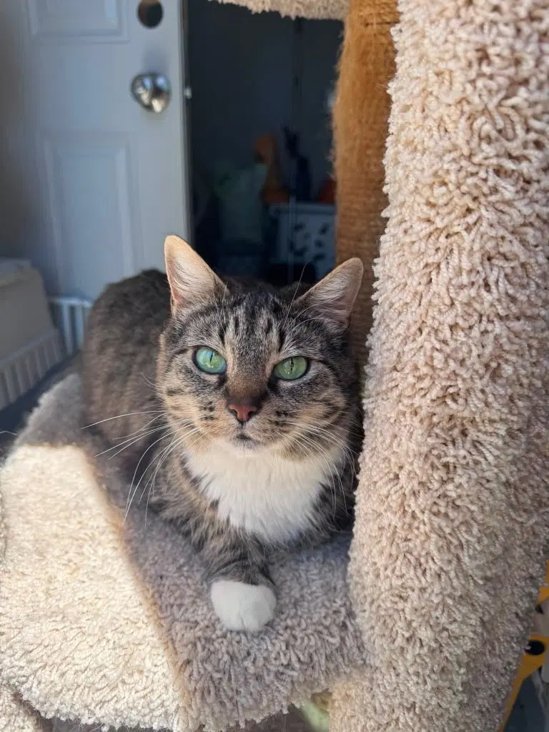 Luna, an adult female cat up for adoption