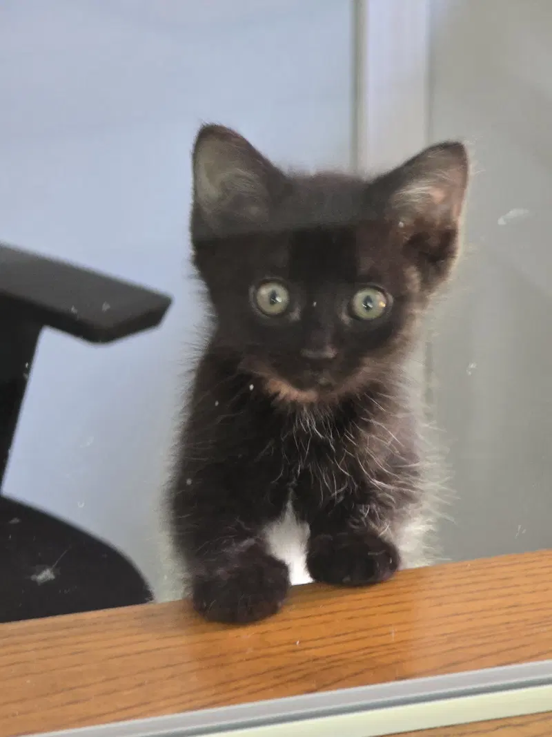 Sue Boy, a young male cat up for adoption