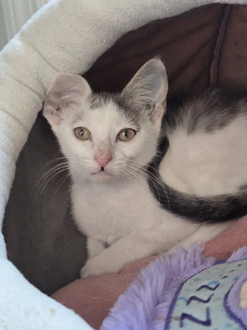 Forest, a male kitten up for adoption