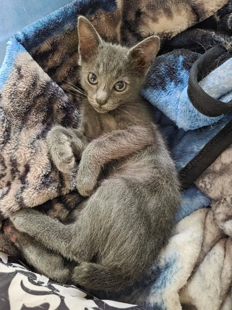 Tippi, a male kitten up for adoption