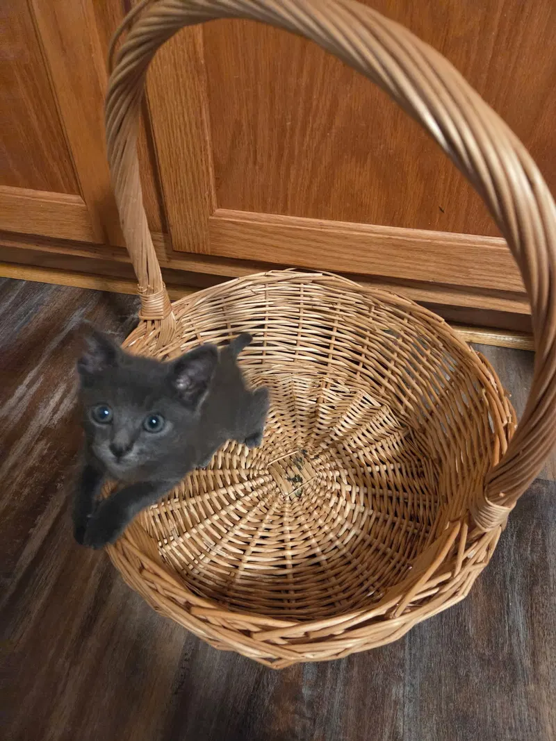 Tippi, photo 2
