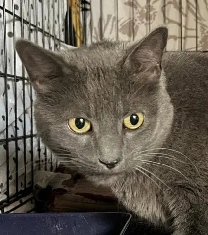 Shayna, an adult female Russian Blue cat up for adoption