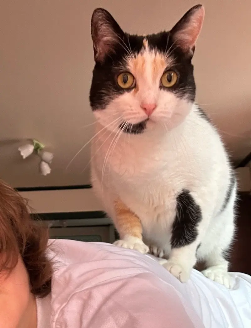 Digit, an adult female Calico cat up for adoption
