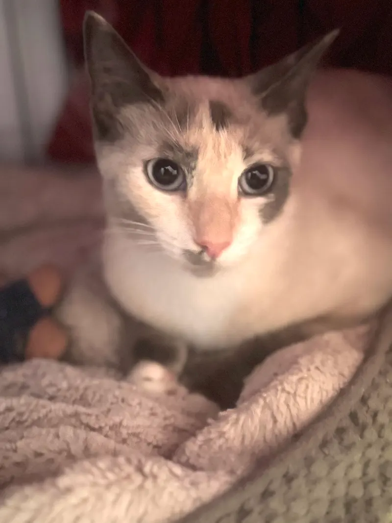 Bambi, a female Siamese cat up for adoption