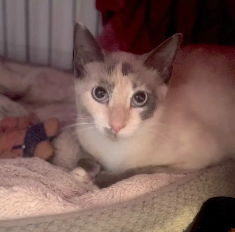 Bambi, photo 2