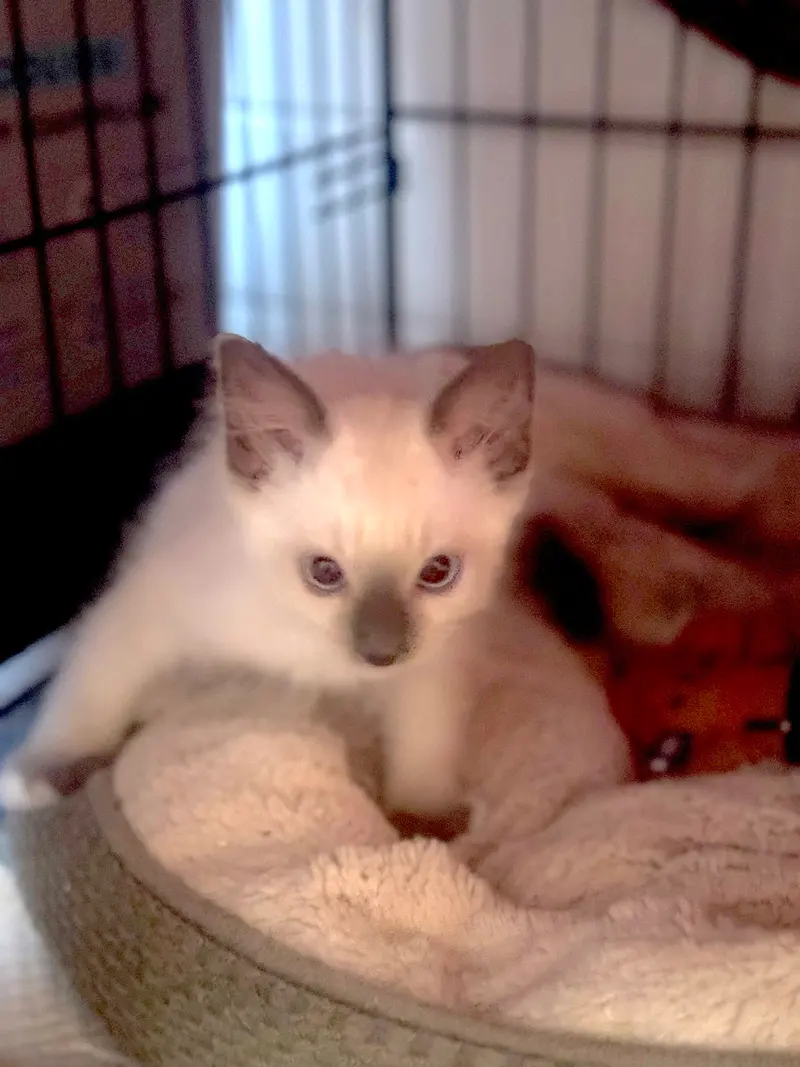 Runty, photo 2
