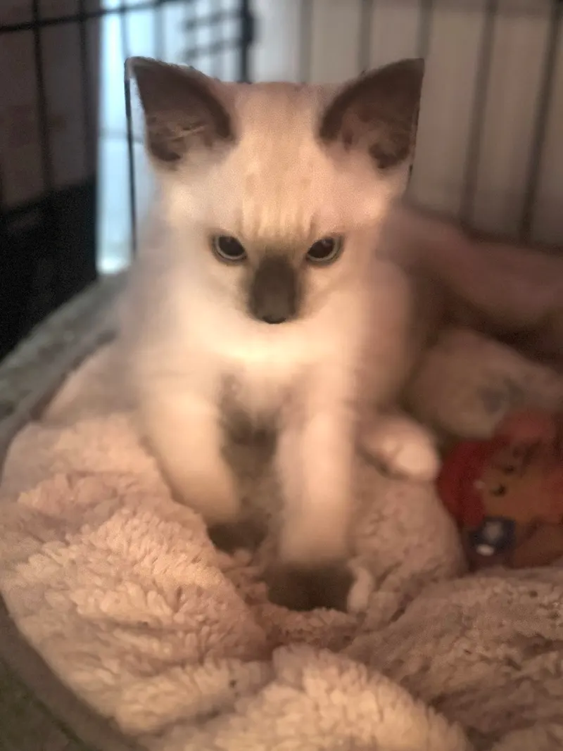 Runty, photo 3