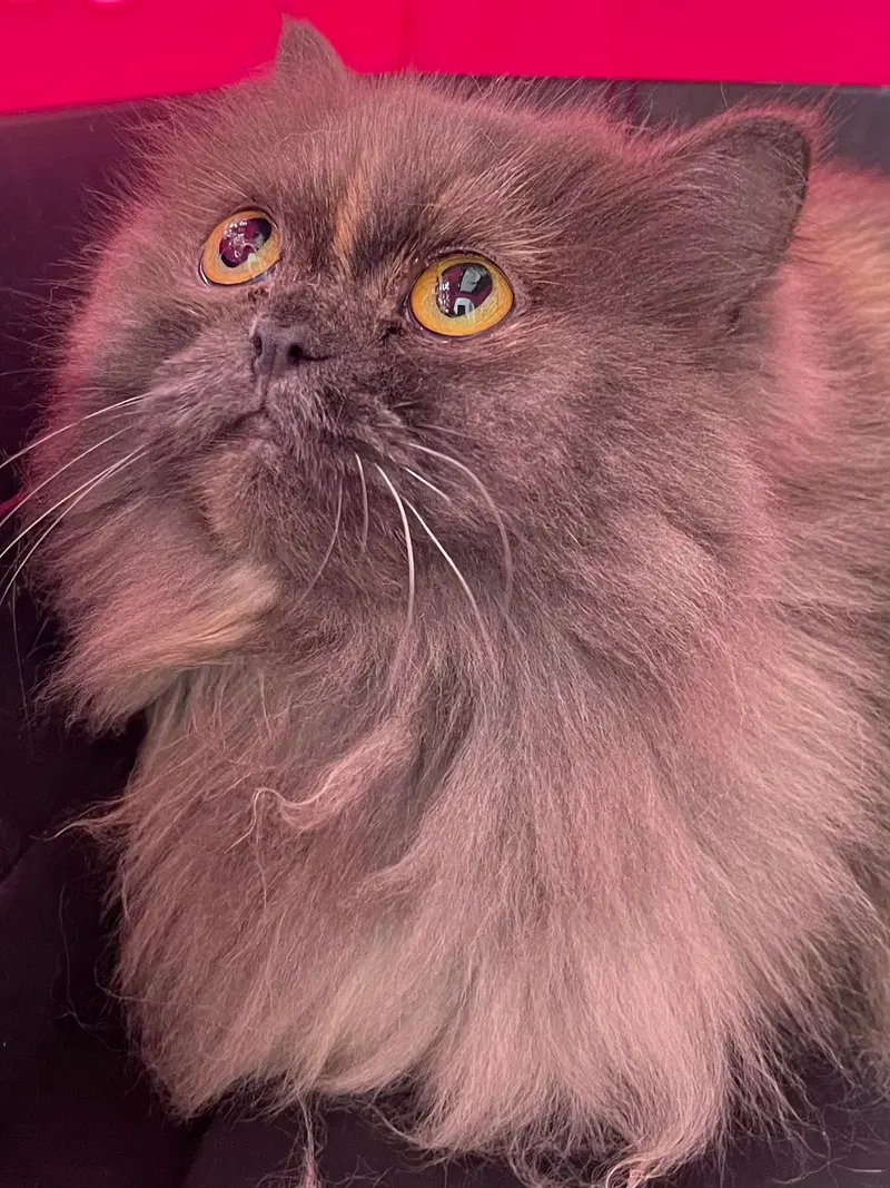 Hilda, photo 3