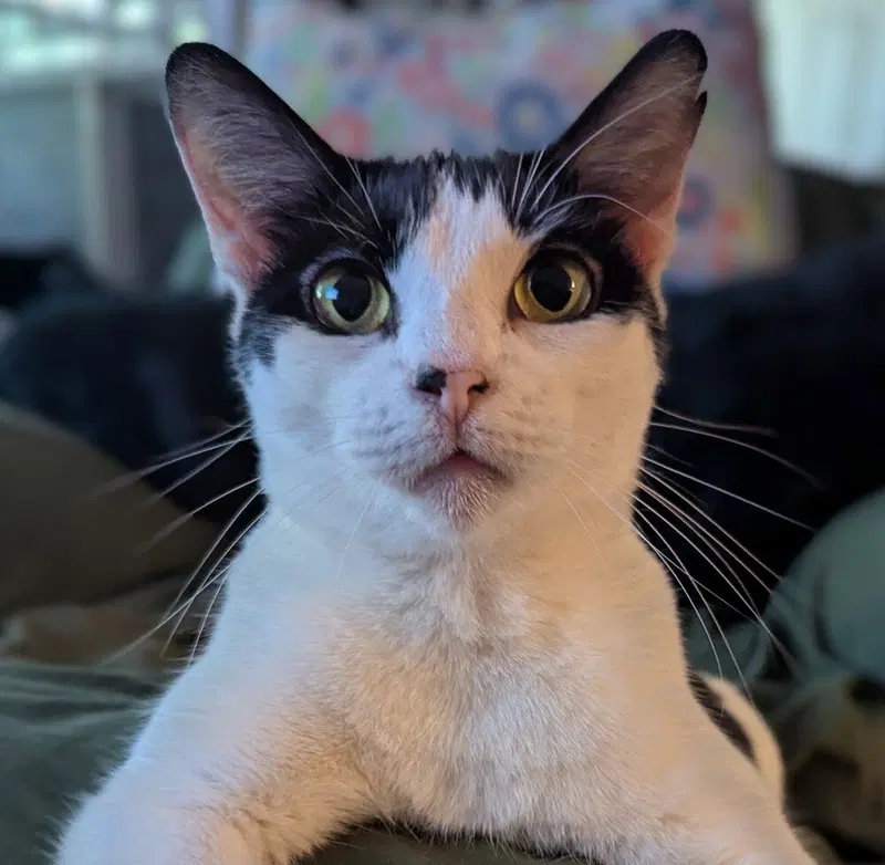Mew-Mew, an adult female cat up for adoption