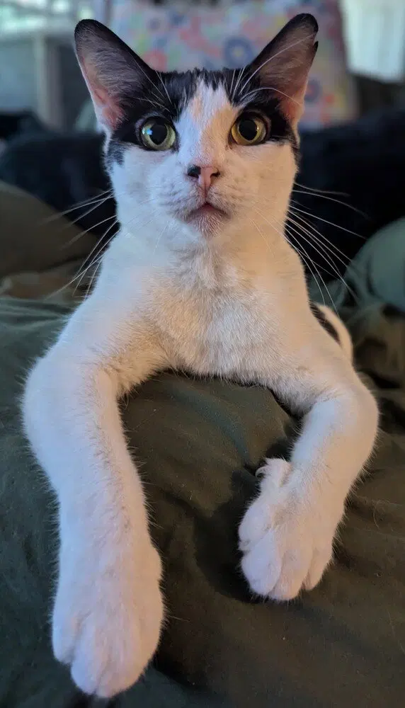 Mew-Mew, photo 2