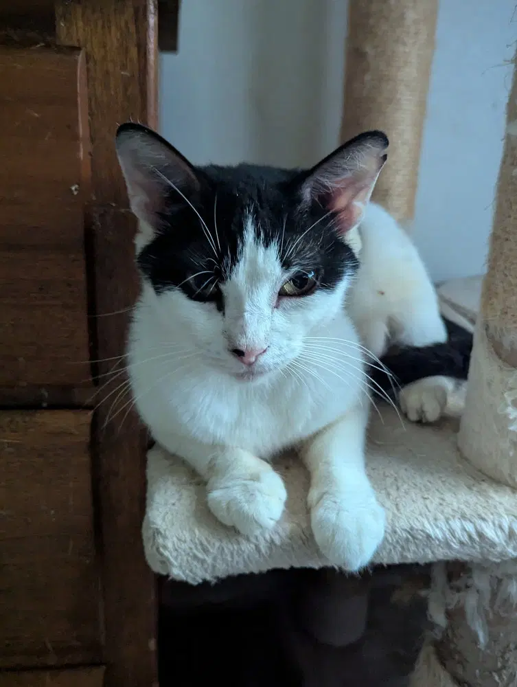Mew-Mew, photo 4