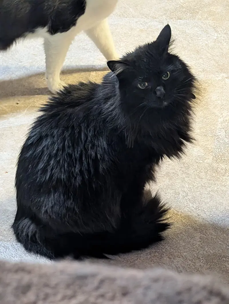 Dusty, a senior male cat up for adoption