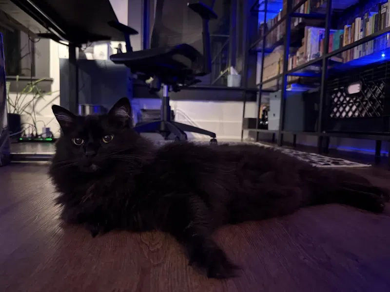 Dusty, photo 4