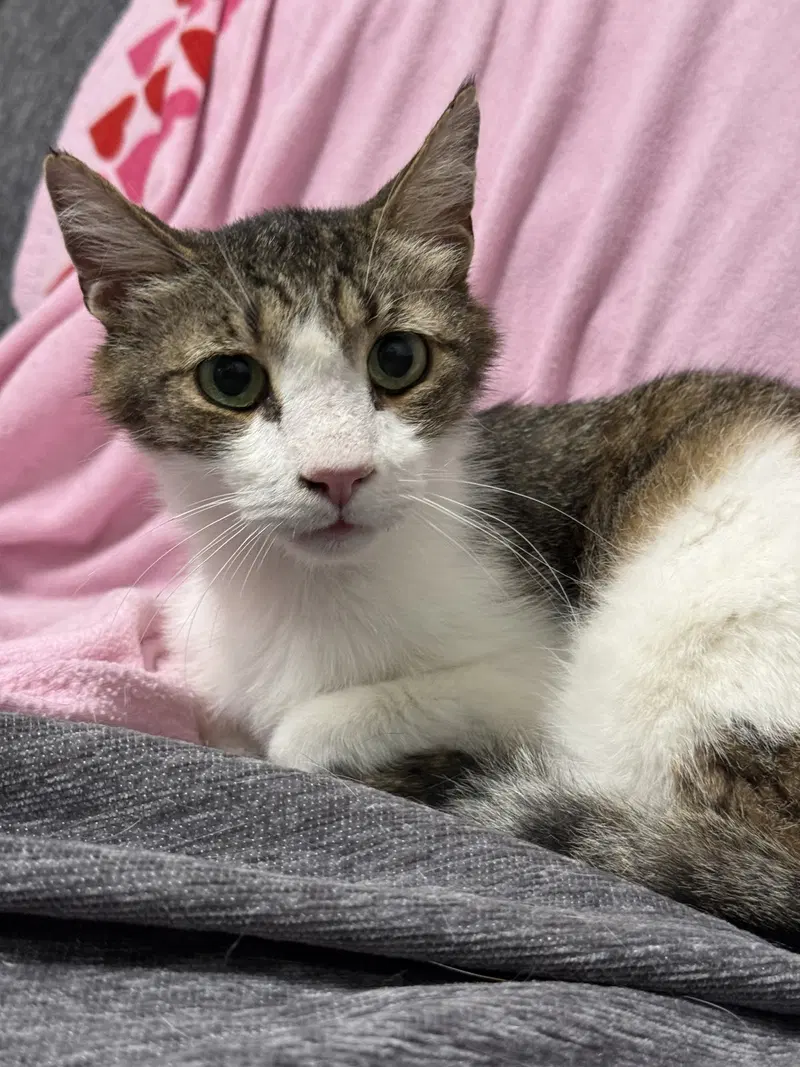 Bailey, a senior male cat up for adoption