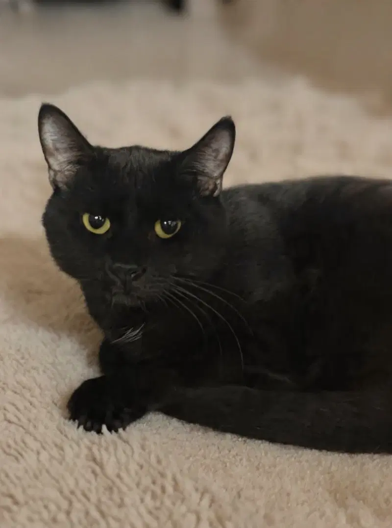 Darcy 26/350, photo 2