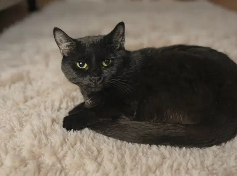 Darcy 26/350, photo 3