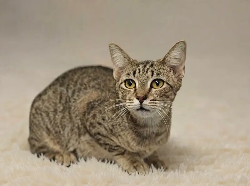 Reba 26/457, an adult female cat up for adoption