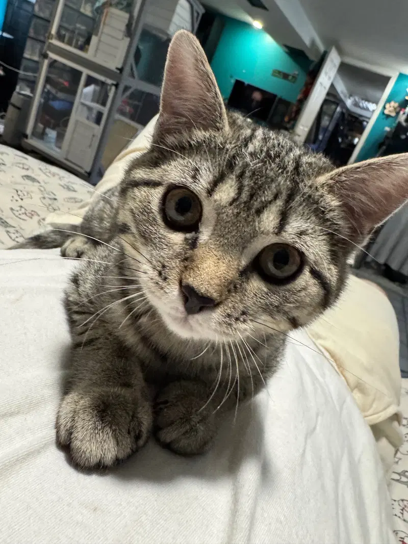 Juliet, a female kitten up for adoption