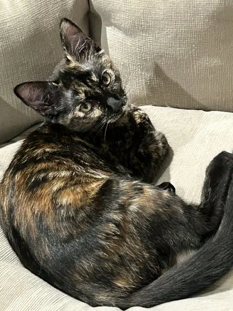 Cassie, an adult female cat up for adoption