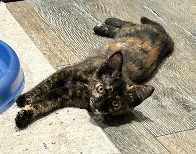 Cassie, photo 2
