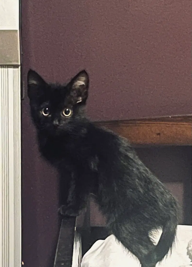 Little Man, a young male cat up for adoption