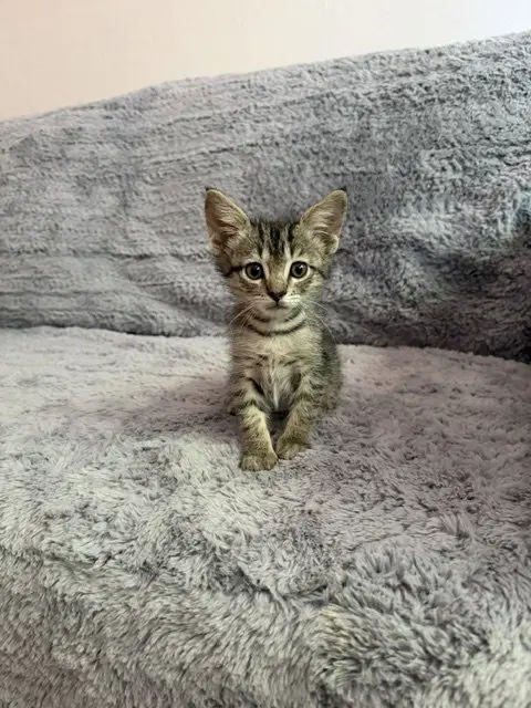 Minnow, photo 6