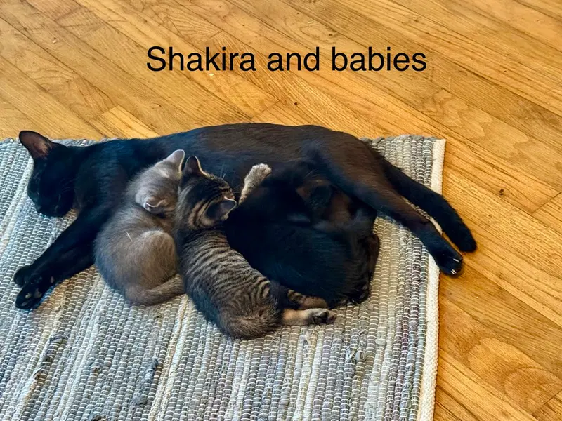 Shakira C Weaver, photo 3