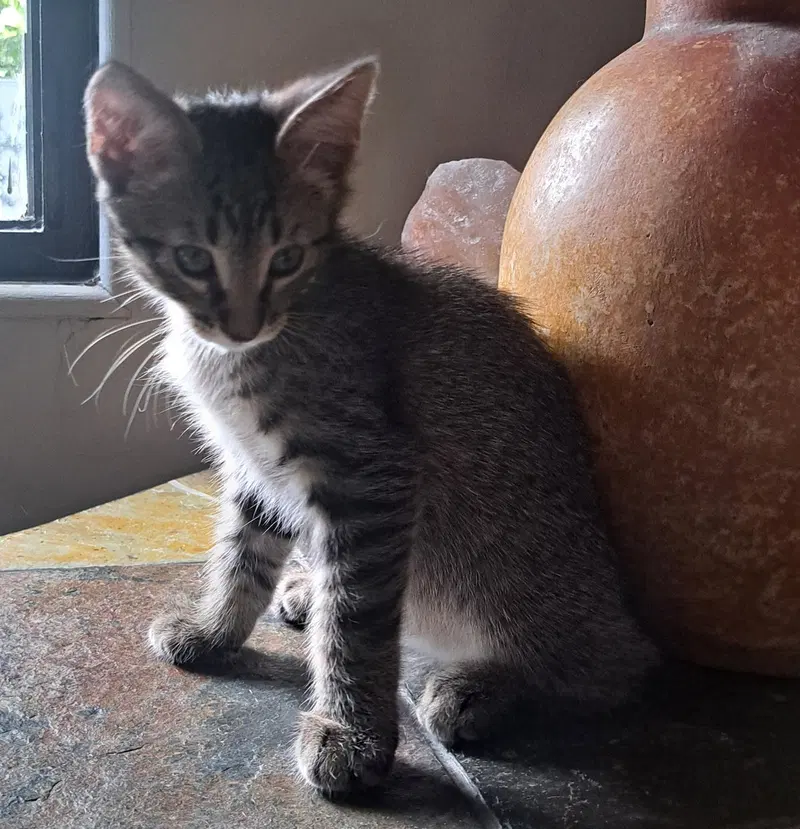Loki, a young male cat up for adoption