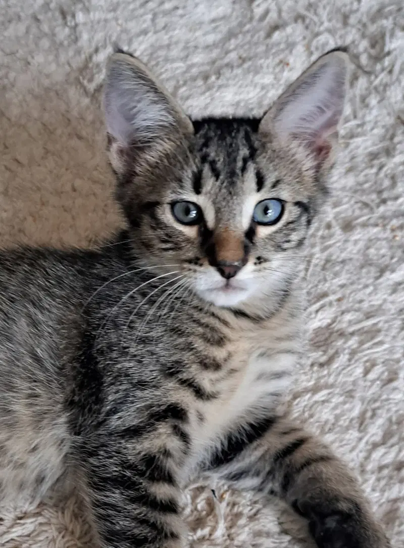 Loki, photo 2