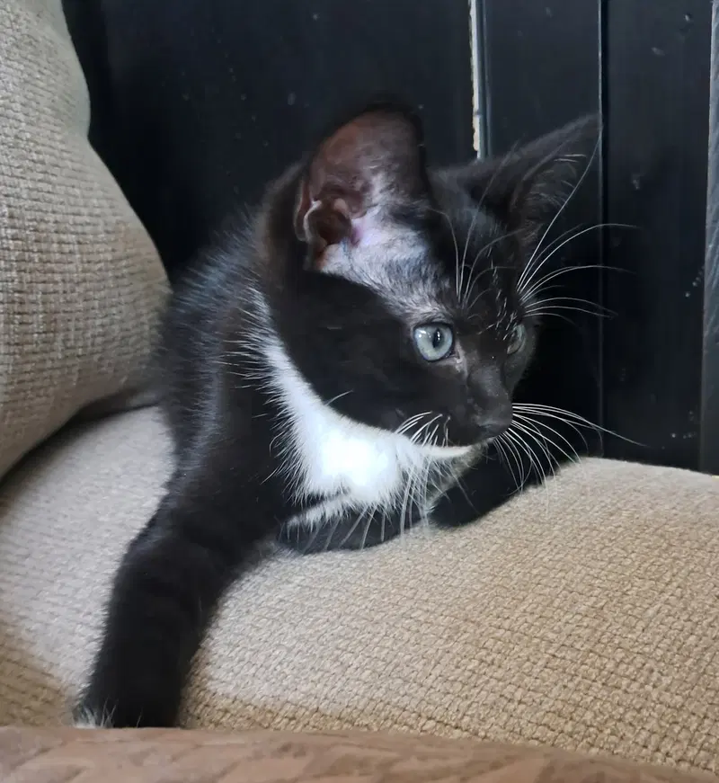 Mittens, a young female cat up for adoption