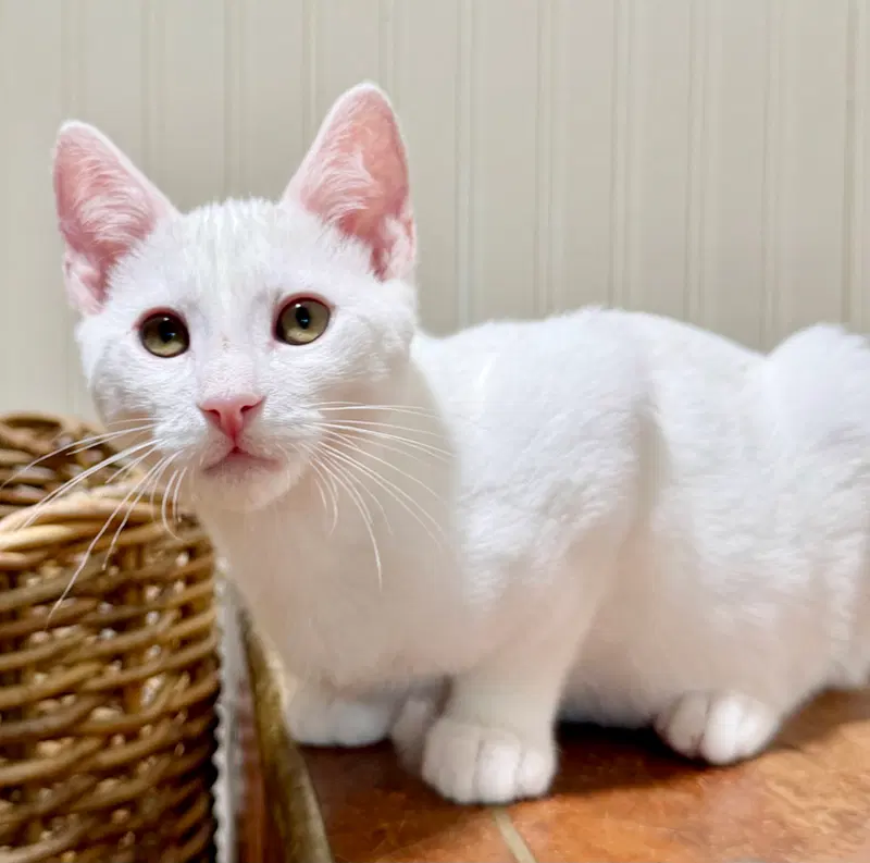 Snowball, photo 4