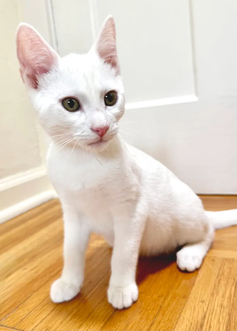 Snowball, photo 7