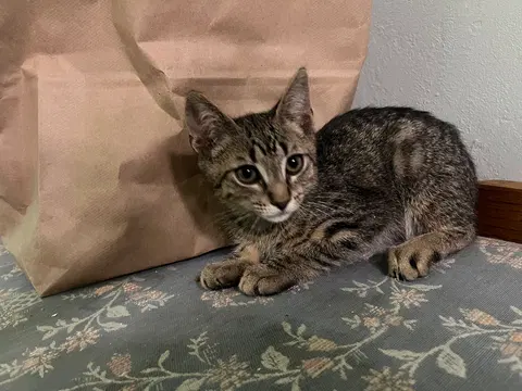 Watch the video of Olive And Bunny