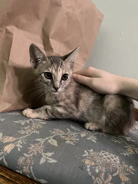 Watch the video of Bunny And Olive