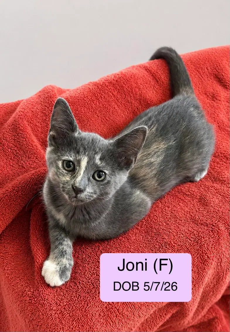 Joni, photo 2