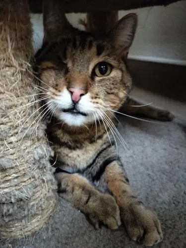 Skittles, a senior male Tabby cat up for adoption