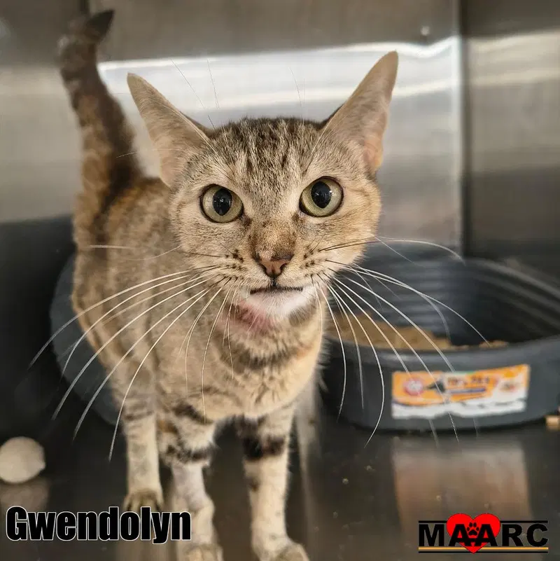 Gwendolyn, a young female cat up for adoption