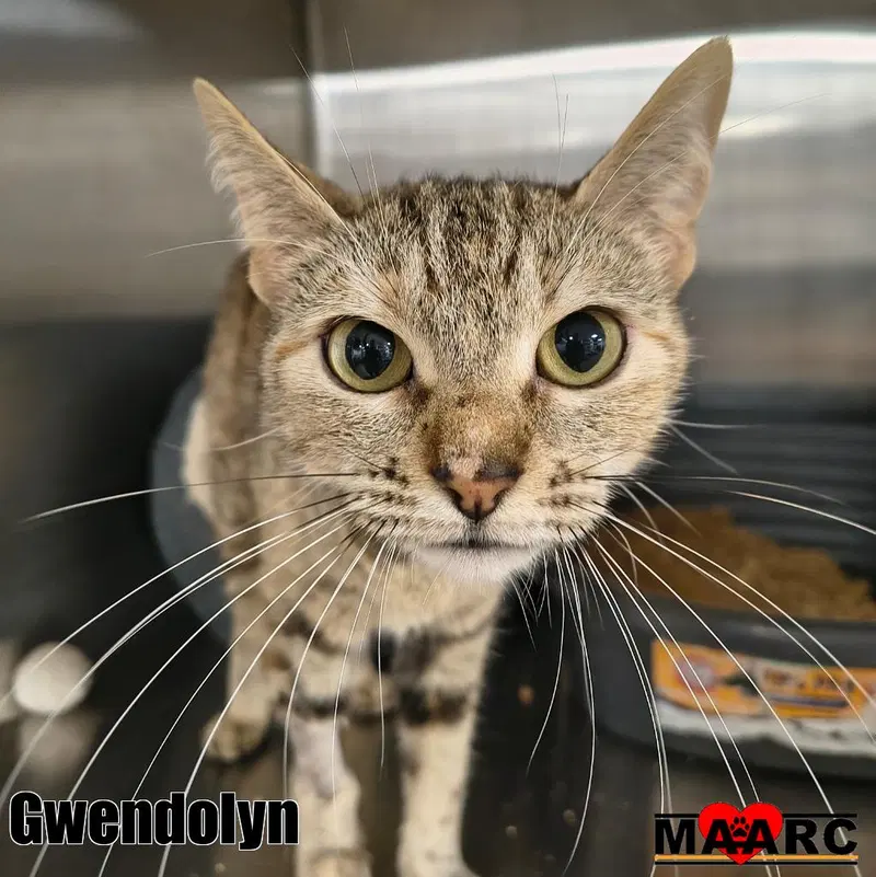 Gwendolyn, photo 2