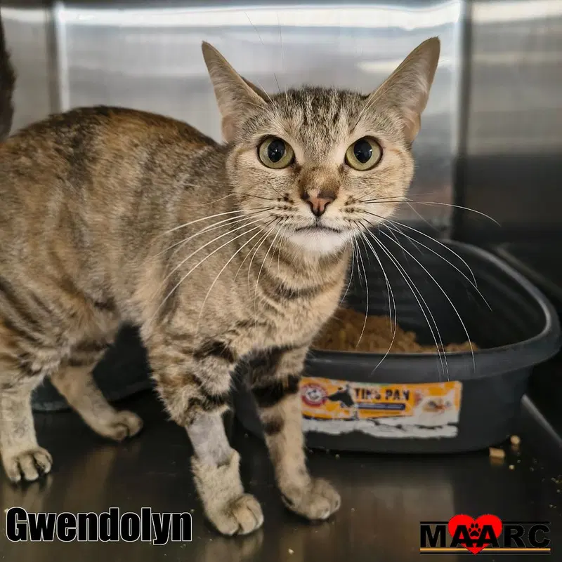Gwendolyn, photo 3