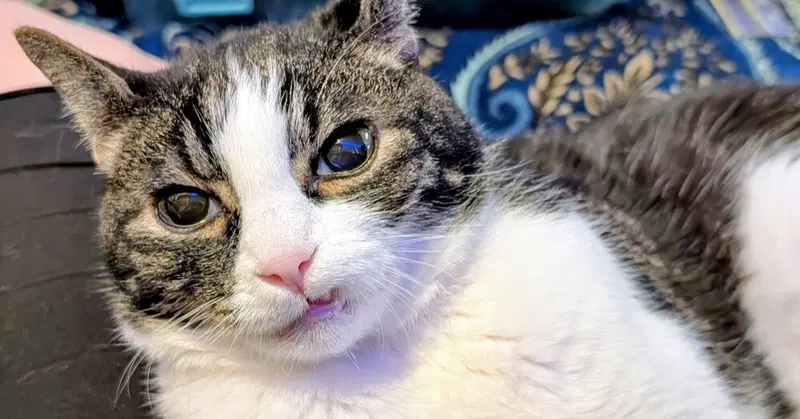 Charlie, a senior male cat up for adoption