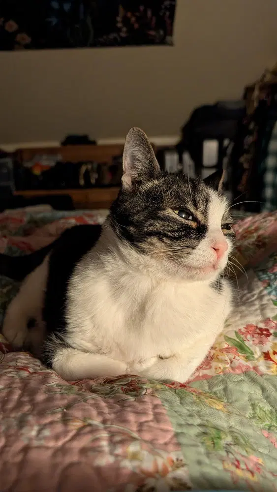 Charlie, photo 3